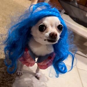California Costumes Katy Perry Dog Halloween Costume - Small
